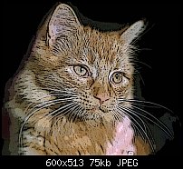 Click image for larger version. 

Name:	cat poster eges.jpg 
Views:	400 
Size:	75.3 KB 
ID:	41014