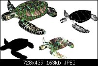 Click image for larger version. 

Name:	turtle_trace.jpg 
Views:	253 
Size:	163.0 KB 
ID:	4267
