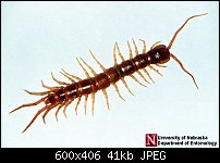 Click image for larger version. 

Name:	garden centipede.jpg 
Views:	116 
Size:	40.7 KB 
ID:	101574