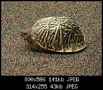 Click image for larger version. 

Name:	Fl box turtle side2.jpg 
Views:	528 
Size:	43.5 KB 
ID:	104050