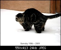 Click image for larger version. 

Name:	Barnaby-Cat.jpg 
Views:	240 
Size:	23.8 KB 
ID:	57858