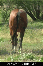 Click image for larger version. 

Name:	HorseTail.gif 
Views:	227 
Size:	71.5 KB 
ID:	22257