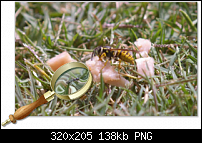 Click image for larger version. 

Name:	wasp.png 
Views:	867 
Size:	138.2 KB 
ID:	56242