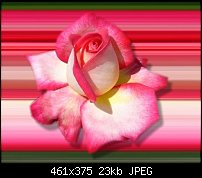 Click image for larger version. 

Name:	rose2.jpg 
Views:	423 
Size:	23.2 KB 
ID:	38391