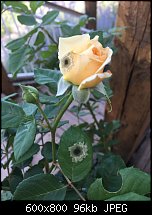 Click image for larger version. 

Name:	climbing-rose.jpg 
Views:	122 
Size:	96.0 KB 
ID:	113014