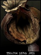Click image for larger version. 

Name:	poppy seed pod.jpg 
Views:	231 
Size:	186.9 KB 
ID:	79784