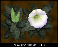 Click image for larger version. 

Name:	datura.jpg 
Views:	550 
Size:	101.0 KB 
ID:	41010