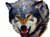 Greywolf's Avatar