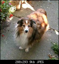Click image for larger version. 

Name:	Scamp.jpg 
Views:	212 
Size:	9.1 KB 
ID:	100687