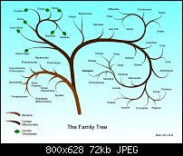 Click image for larger version. 

Name:	FamilyTree.jpg 
Views:	172 
Size:	72.1 KB 
ID:	102451
