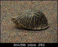 Click image for larger version. 

Name:	Fl box turtle side2.jpg 
Views:	594 
Size:	141.1 KB 
ID:	102529