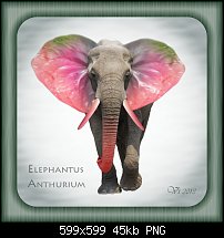 Click image for larger version. 

Name:	igor vojtela elephant.jpg 
Views:	232 
Size:	45.4 KB 
ID:	102586