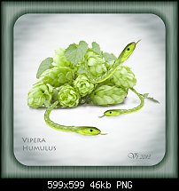 Click image for larger version. 

Name:	igor vojtela viper.jpg 
Views:	246 
Size:	45.6 KB 
ID:	102588