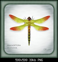 Click image for larger version. 

Name:	igor vojtela dragonfly.jpg 
Views:	160 
Size:	38.6 KB 
ID:	102628