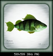 Click image for larger version. 

Name:	igor vojtela fish.jpg 
Views:	159 
Size:	38.5 KB 
ID:	102629
