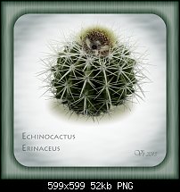 Click image for larger version. 

Name:	igor vojtela cactus.jpg 
Views:	175 
Size:	51.6 KB 
ID:	102630