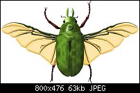 Click image for larger version. 

Name:	gnollian-scarab-carapace-closed-deck-800.jpg 
Views:	165 
Size:	63.3 KB 
ID:	103287