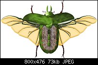Click image for larger version. 

Name:	gnollian-scarab-carapace-open-deck-800.jpg 
Views:	179 
Size:	73.3 KB 
ID:	103290