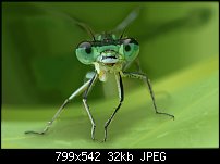 Click image for larger version. 

Name:	dragonfly.jpg 
Views:	308 
Size:	32.3 KB 
ID:	103483