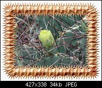 Click image for larger version. 

Name:	prickly_frame.jpg 
Views:	859 
Size:	33.8 KB 
ID:	10375