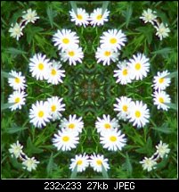 Click image for larger version. 

Name:	daisies_tile_mayas_sq.jpg 
Views:	141 
Size:	27.0 KB 
ID:	105533