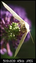 Click image for larger version. 

Name:	Moth5742.jpg 
Views:	207 
Size:	44.5 KB 
ID:	10628