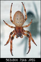 Click image for larger version. 

Name:	porchlightspider.jpg 
Views:	284 
Size:	71.1 KB 
ID:	106546