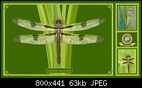 Click image for larger version. 

Name:	dragonflyposter.jpg 
Views:	353 
Size:	62.6 KB 
ID:	106564