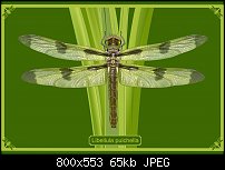 Click image for larger version. 

Name:	dragonflyposterrdetail.jpg 
Views:	187 
Size:	65.0 KB 
ID:	106634