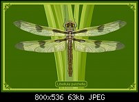 Click image for larger version. 

Name:	dragonflyposterrdetail.jpg 
Views:	214 
Size:	63.5 KB 
ID:	106638