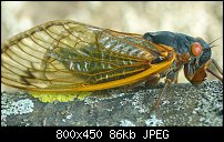 Click image for larger version. 

Name:	cicada2.jpg 
Views:	279 
Size:	86.4 KB 
ID:	106719