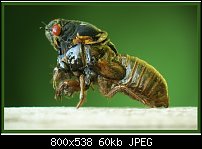 Click image for larger version. 

Name:	cicada.jpg 
Views:	309 
Size:	59.8 KB 
ID:	106720