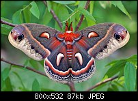 Click image for larger version. 

Name:	cecropia.jpg 
Views:	270 
Size:	87.3 KB 
ID:	106788