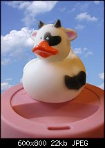 Click image for larger version. 

Name:	duck-cow.jpg 
Views:	688 
Size:	22.5 KB 
ID:	108728
