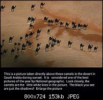 Click image for larger version. 

Name:	camels.jpg 
Views:	162 
Size:	152.9 KB 
ID:	108781