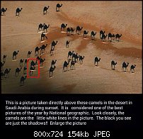 Click image for larger version. 

Name:	camels-2.jpg 
Views:	64 
Size:	153.9 KB 
ID:	108782