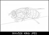 Click image for larger version. 

Name:	myflywireframe.jpg 
Views:	418 
Size:	48.8 KB 
ID:	109764