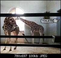 Click image for larger version. 

Name:	zoo-loo.jpg 
Views:	181 
Size:	99.7 KB 
ID:	110211