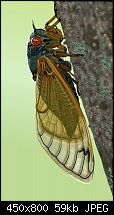 Click image for larger version. 

Name:	mycicada.jpg 
Views:	328 
Size:	59.3 KB 
ID:	110266