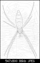 Click image for larger version. 

Name:	myspiderwireframe.jpg 
Views:	262 
Size:	85.8 KB 
ID:	110386