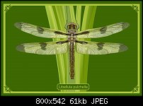 Click image for larger version. 

Name:	dragonflyonlyvec1.jpg 
Views:	271 
Size:	61.4 KB 
ID:	110519