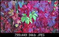 Click image for larger version. 

Name:	autumn leaves.jpg 
Views:	358 
Size:	94.4 KB 
ID:	110688