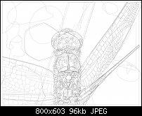 Click image for larger version. 

Name:	soquilidragonflywireframe.jpg 
Views:	133 
Size:	95.5 KB 
ID:	110863