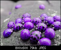 Click image for larger version. 

Name:	purple-ladybugs.jpg 
Views:	129 
Size:	78.9 KB 
ID:	112263