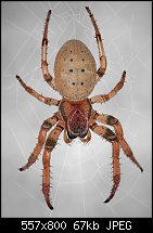 Click image for larger version. 

Name:	spider2.jpg 
Views:	199 
Size:	66.6 KB 
ID:	112406