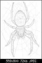 Click image for larger version. 

Name:	spider2wireframe.jpg 
Views:	191 
Size:	72.0 KB 
ID:	112407