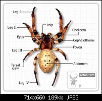 Click image for larger version. 

Name:	marks-spider.jpg 
Views:	185 
Size:	188.7 KB 
ID:	112411