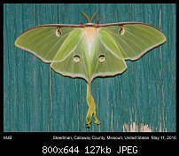 Click image for larger version. 

Name:	moth113.jpg 
Views:	210 
Size:	127.5 KB 
ID:	112677
