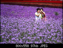 Click image for larger version. 

Name:	Lavender fields.jpg 
Views:	168 
Size:	97.4 KB 
ID:	113446