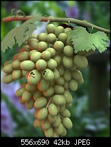 Click image for larger version. 

Name:	grapes.jpg 
Views:	171 
Size:	42.4 KB 
ID:	113493